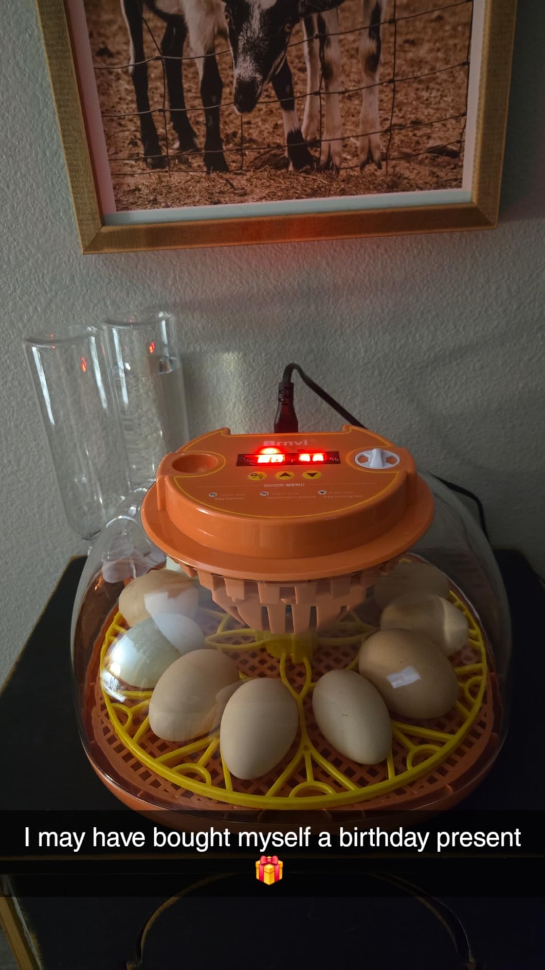 12 Egg Incubator for Hatching Eggs, Smart Temperature and Humidity Control, Automatic Egg Turning, Incubator for Hatching Chicken, Quail, Duck Eggs, 360° Clear View for Home, Classroom, Farm customer photo 1