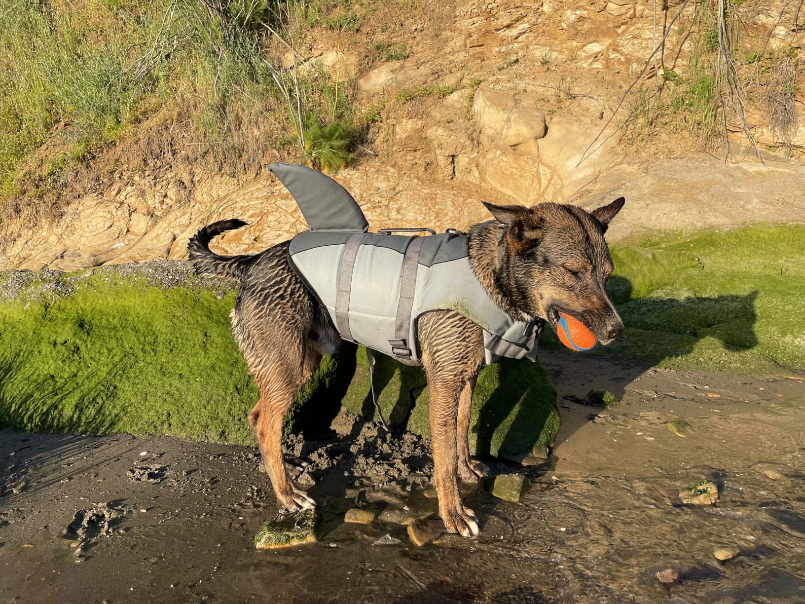 Queenmore Shark Dog Life Vest for Swimming, Pet Life Vests for Boating, High Buoyant Dog Life Jacket customer photo 1
