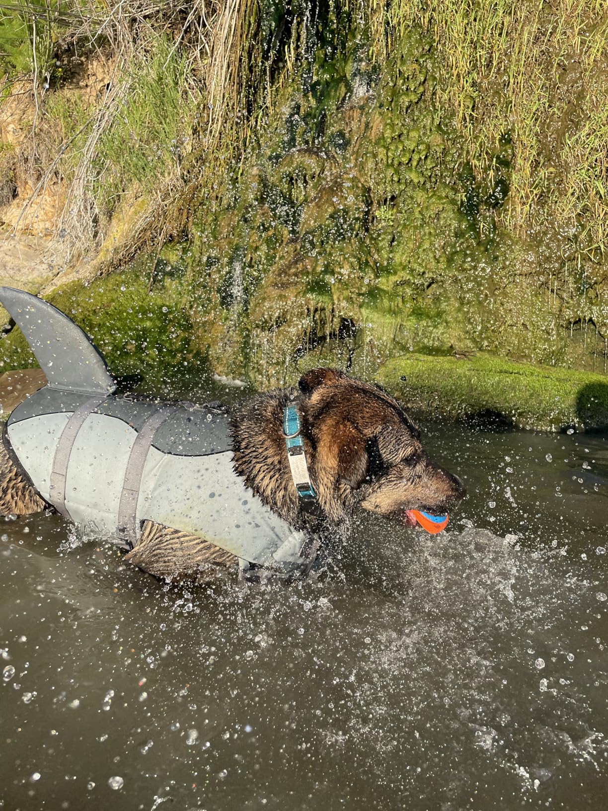 Queenmore Shark Dog Life Vest for Swimming, Pet Life Vests for Boating, High Buoyant Dog Life Jacket customer photo 2