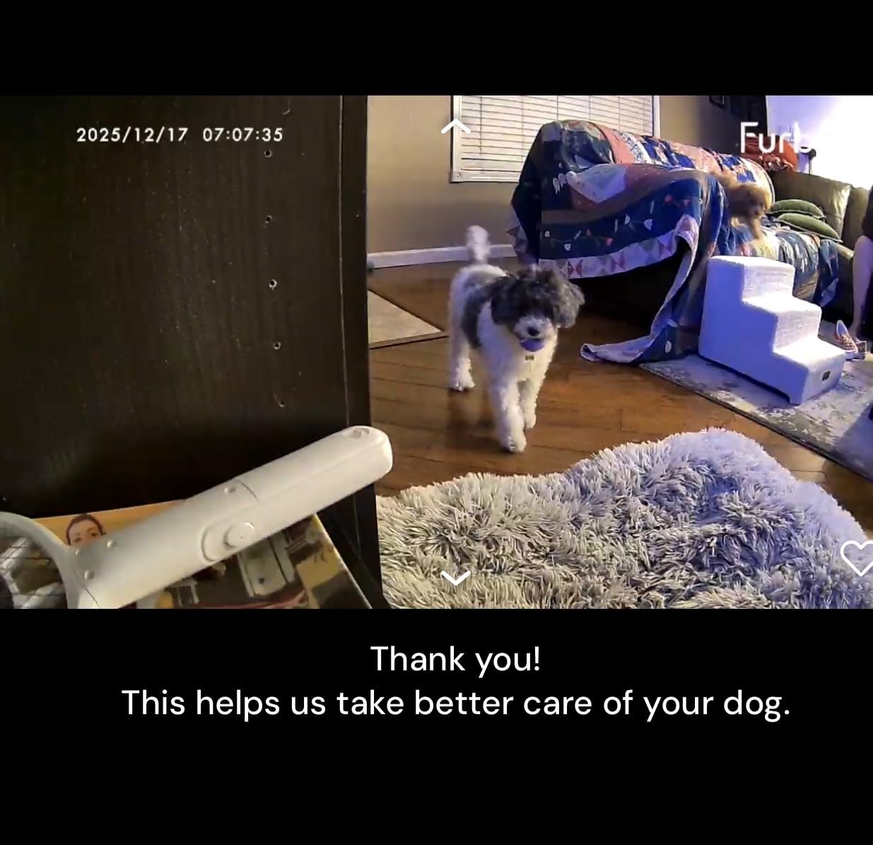 Furbo Mini 360deg [Subscription Required] New 2K QHD Pet Camera - Unlock w/Paid Plan: Dog & Cat Safety Alerts, Rotating Treat Toss, 2-Way Speaker (Low Risk, 3mo Min. Cancel Anytime) customer photo 1