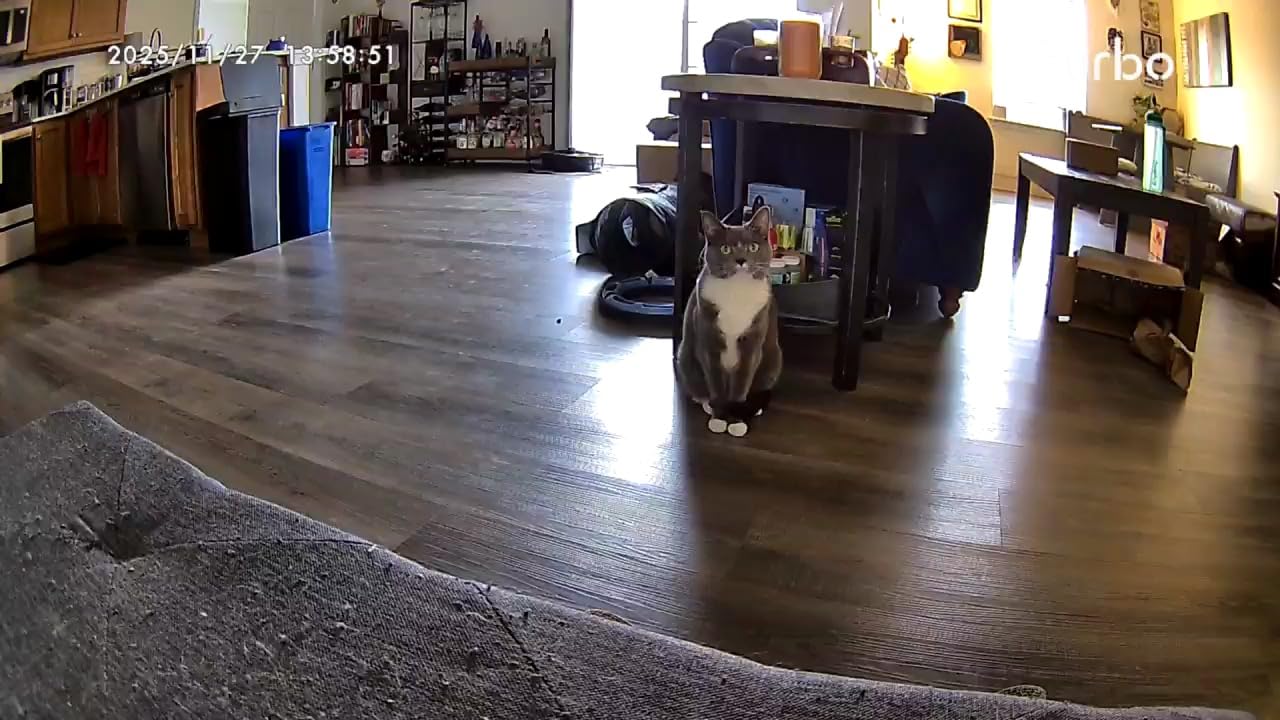 Furbo Mini 360deg [Subscription Required] New 2K QHD Pet Camera - Unlock w/Paid Plan: Dog & Cat Safety Alerts, Rotating Treat Toss, 2-Way Speaker (Low Risk, 3mo Min. Cancel Anytime) customer photo 2
