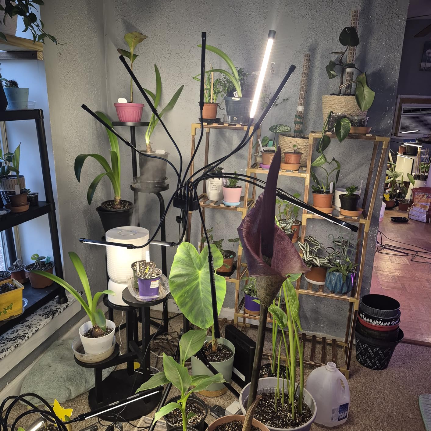 Grow Lights for Indoor Plants 10 Heads 500 LEDs, Full Spectrum Grow Light for Indoor Growing with Tripod Stand, Auto On/Off Timing 4/8/12H, Plant Grow Lights Indoor (Full Spectrum) customer photo 1