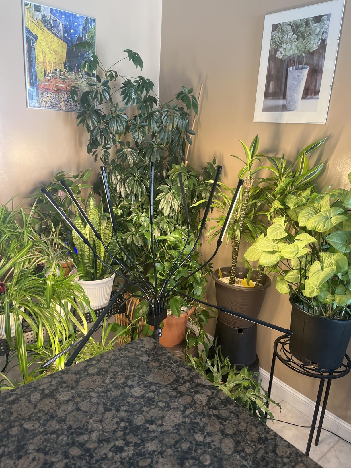 Grow Lights for Indoor Plants 10 Heads 500 LEDs, Full Spectrum Grow Light for Indoor Growing with Tripod Stand, Auto On/Off Timing 4/8/12H, Plant Grow Lights Indoor (Full Spectrum) customer photo 2