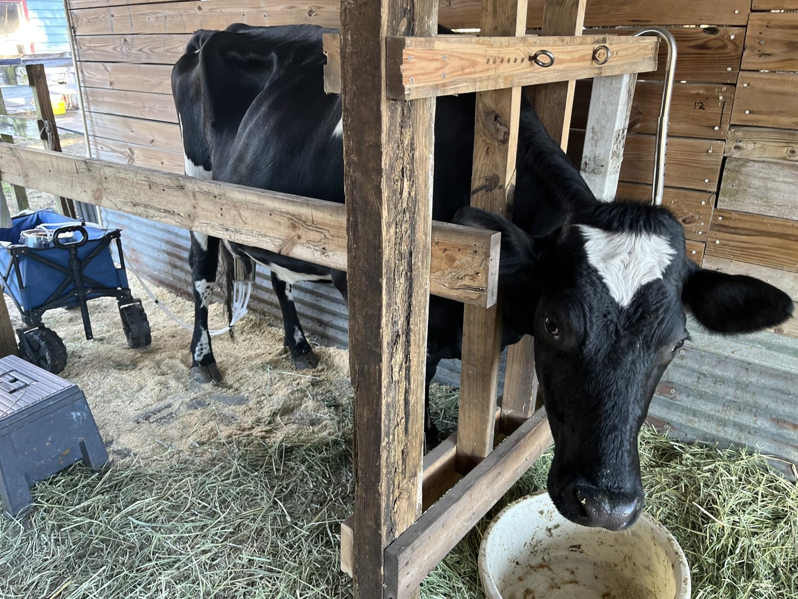 2026 Upgrade Zlshmoee 3L 2-in-1 Electric Milking Machine for Goats and Cows, Portable Milker with Built-in Rechargeable Battery, Pulsation Vacuum Pump, 4 Teat Cups, Stainless Steel Bucket customer photo 1