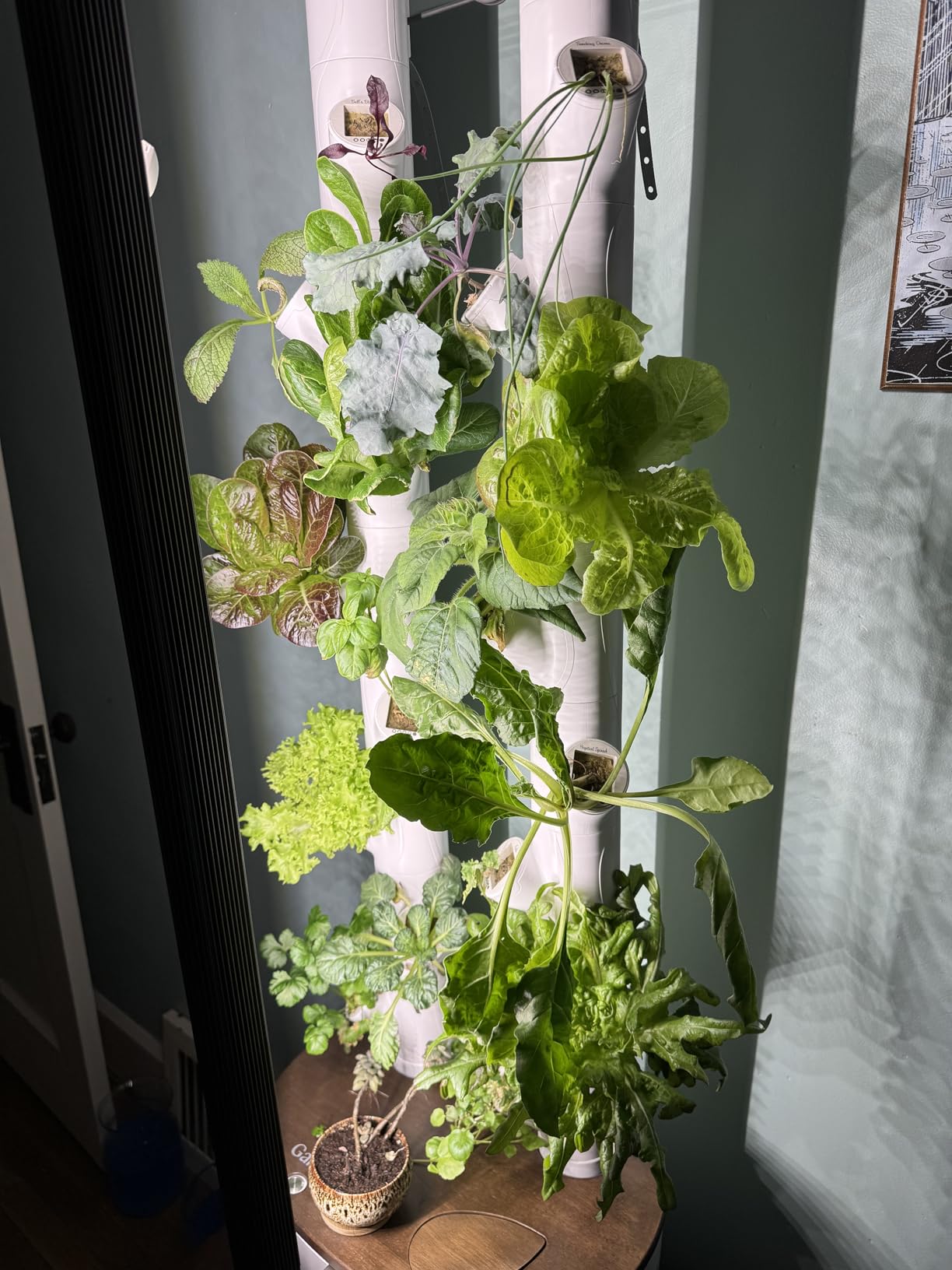 Gardyn Studio 1 Vertical Hydroponics Growing System Kit - 16 Non-GMO Plants, Herbs, Vegetables - Tower Garden - Hydroponic Herb Garden Planter Indoor Kit - Indoor Gardening System with LED Grow Lights customer photo 1
