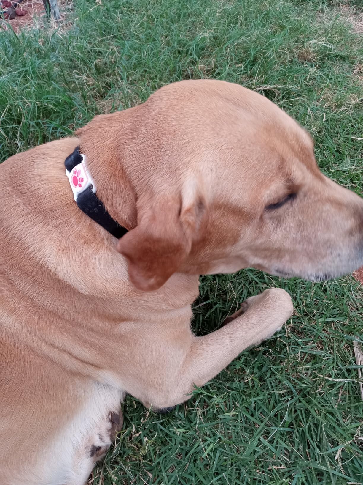 GPS Tracker for Dogs & Cats - No Monthly Fee, Waterproof Real-Time Tracking Collar for Pets, Kids, Luggage & Assets | 365-Day Battery Life | iOS & Android Compatible customer photo 1