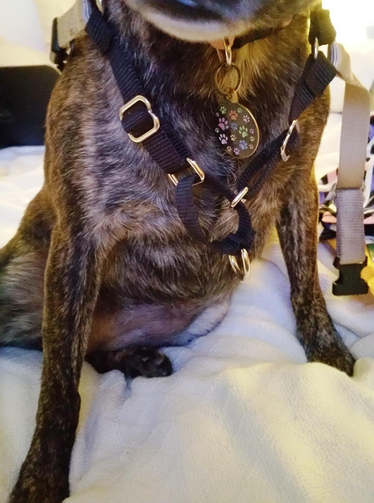 PetSafe Easy Walk No-Pull Dog Harness - Ultimate Harness to Help Stop Pulling - Pull-Free Walks - Take Control & Teach Better Leash Manners - Patented Martingale Loop Design customer photo 1