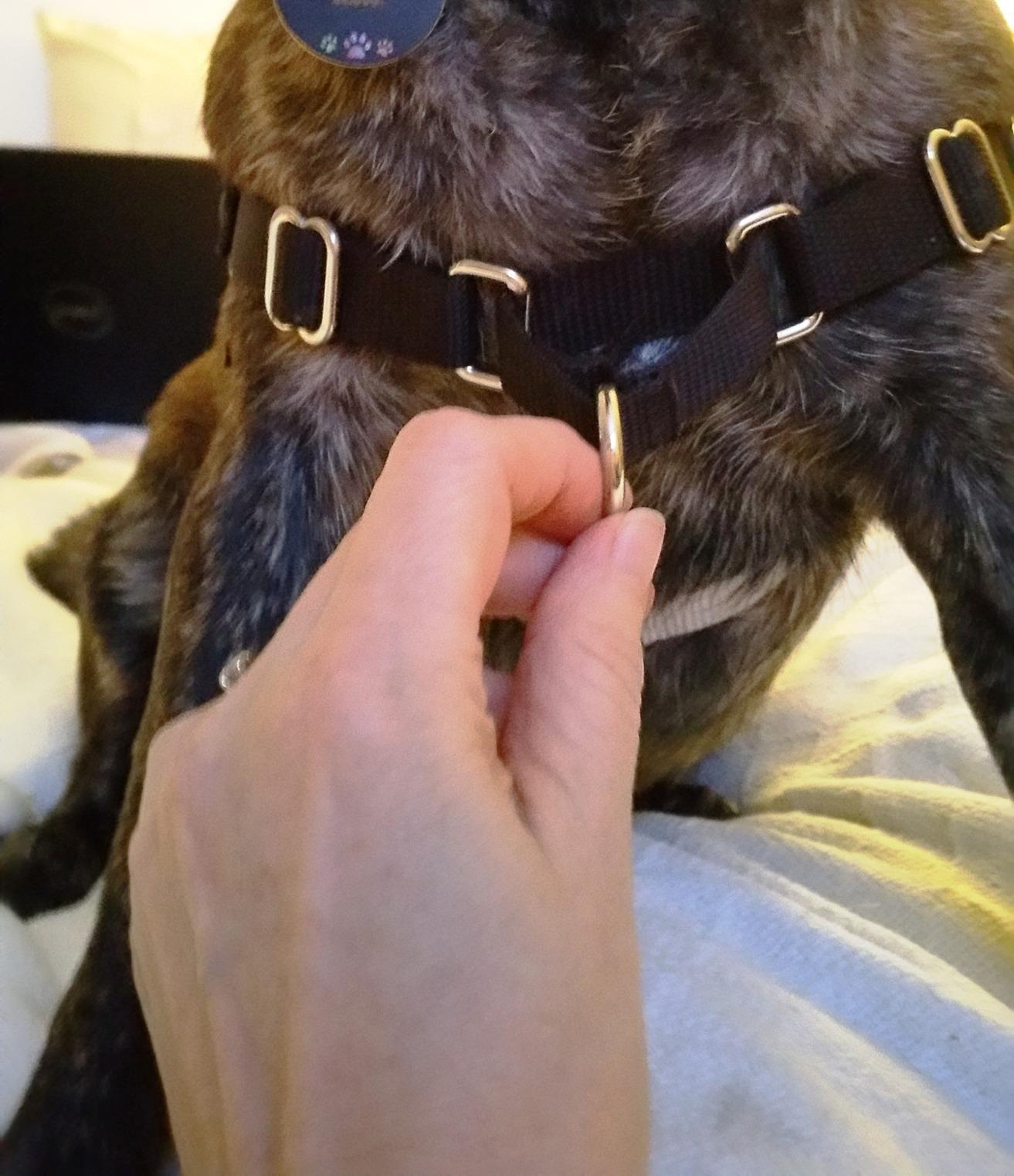 PetSafe Easy Walk No-Pull Dog Harness - Ultimate Harness to Help Stop Pulling - Pull-Free Walks - Take Control & Teach Better Leash Manners - Patented Martingale Loop Design customer photo 2