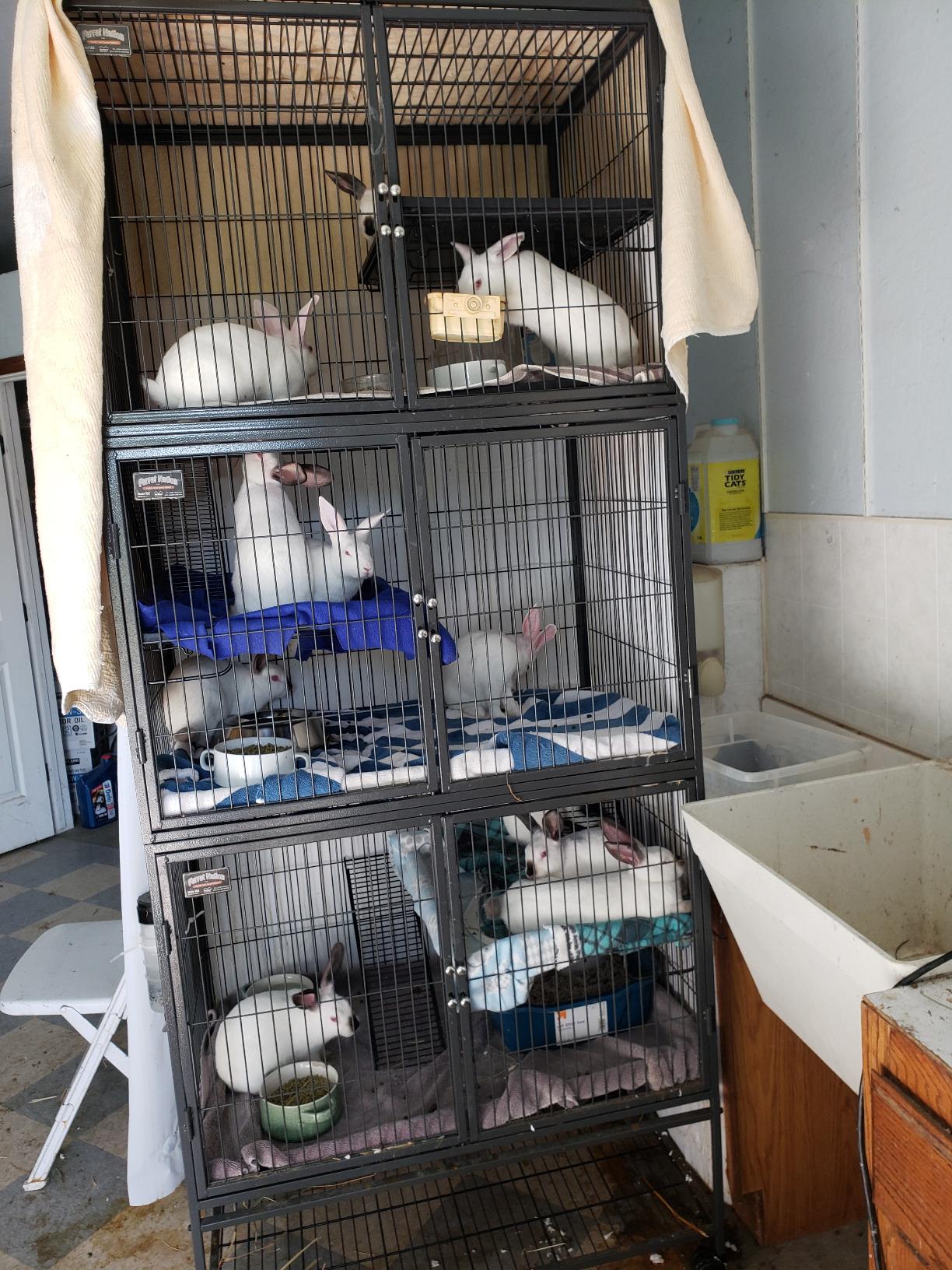 MidWest Homes for Pets Ferret Nation Single Unit Small Animal Cage, 2 Tiers, Includes Pan, Shelf, Ramp & Cover, for Ferrets & Other Small Animals customer photo 2