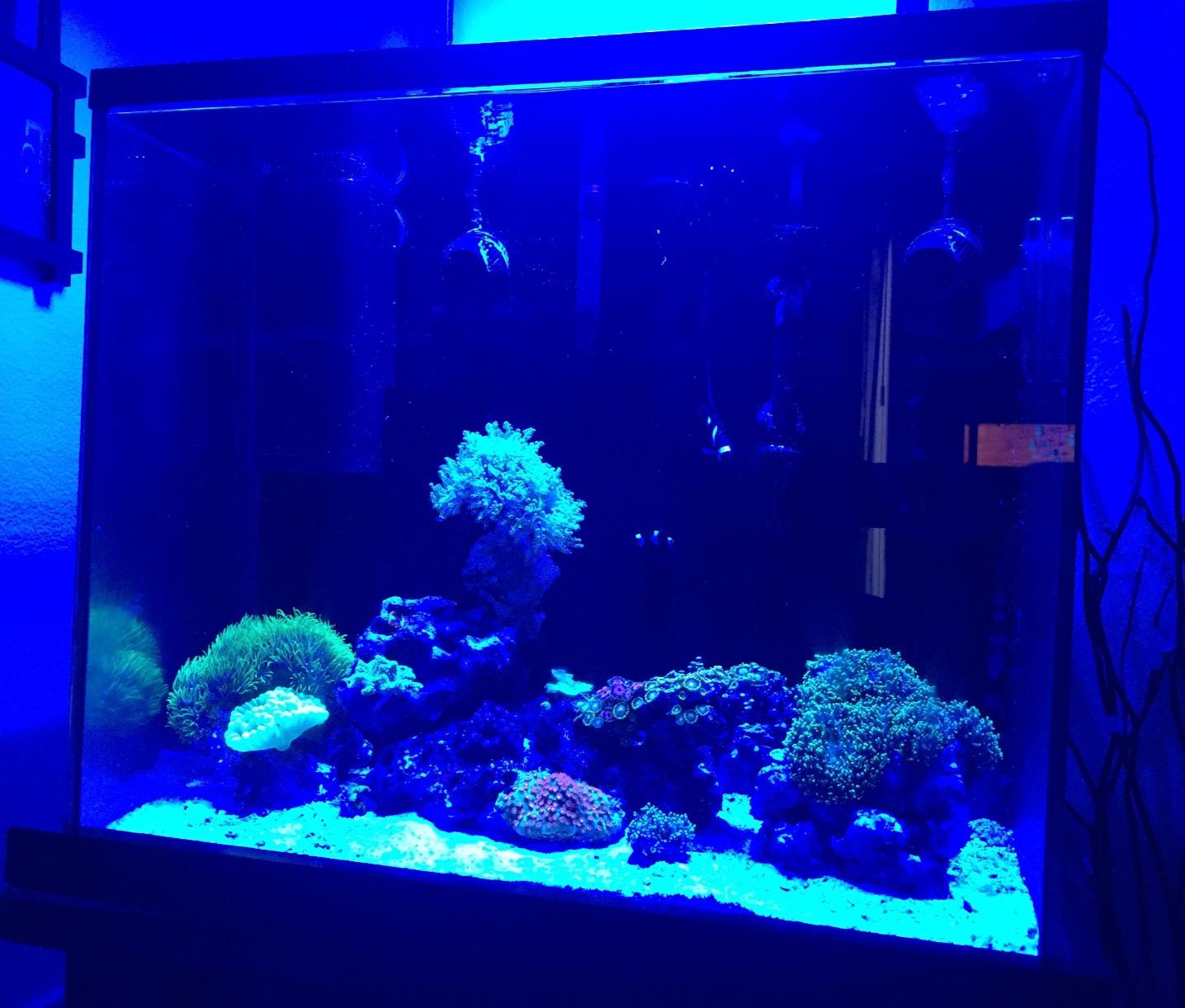 Tunze Comline DOC Skimmer 9004 customer photo 1
