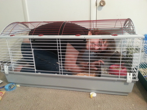 Living World Deluxe Hybrid Habitat, Standard - Rabbit, Guinea Pig, Chinchillas, and Small Animal Cage customer photo 1