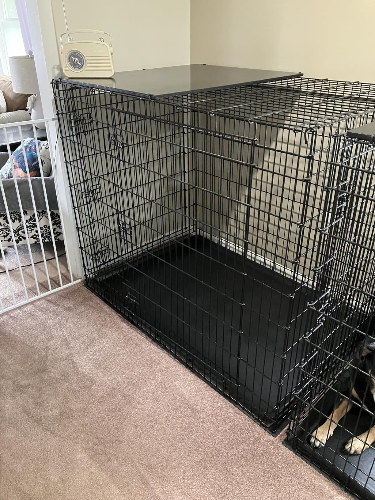 MidWest Homes for Pets Solutions Series XXL Double Door 54-Inch Dog Crate for the Largest Breeds, Sturdy Drop Pin Assembly, Black E-Coated, SL54DD customer photo 2