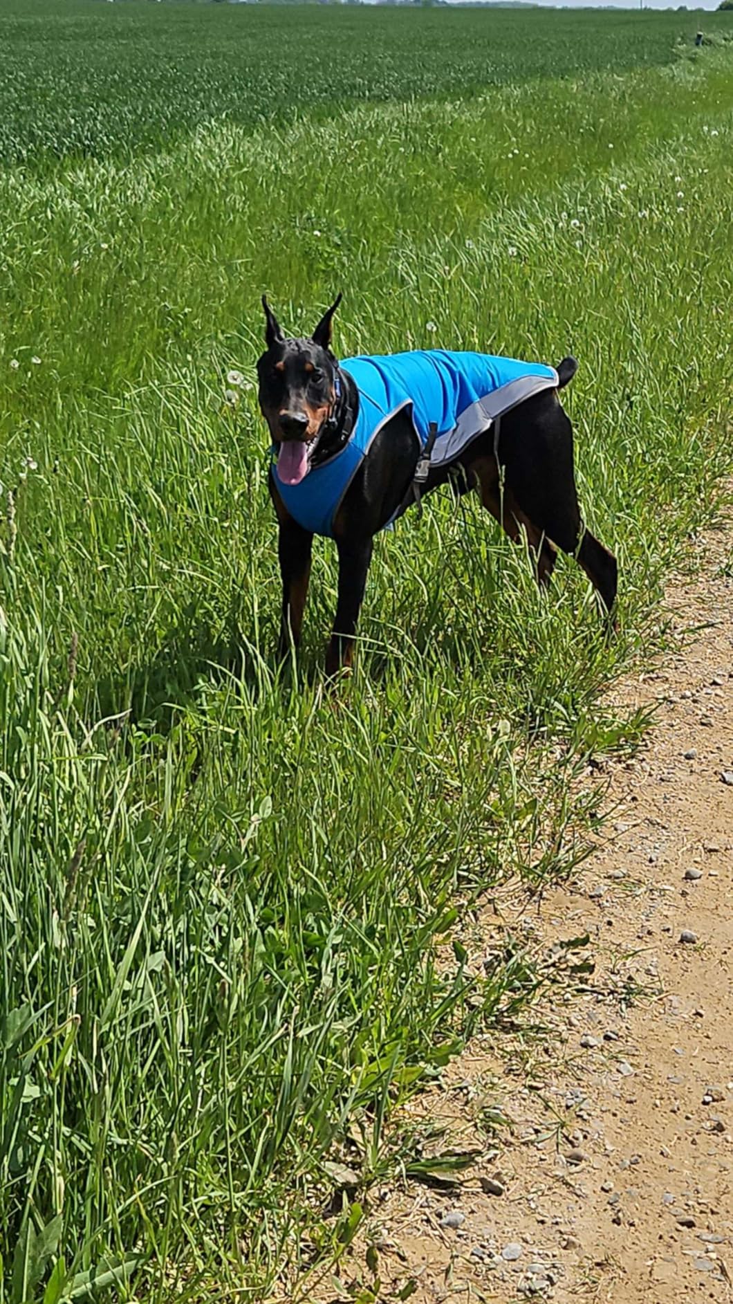 Canada Pooch Dog Cooling Vest - Evaporative Cooling Vest for Dogs with Breathable Mesh Material & Reflective Lining, Adjustable Dog Cooling Vest (24 (23-25
