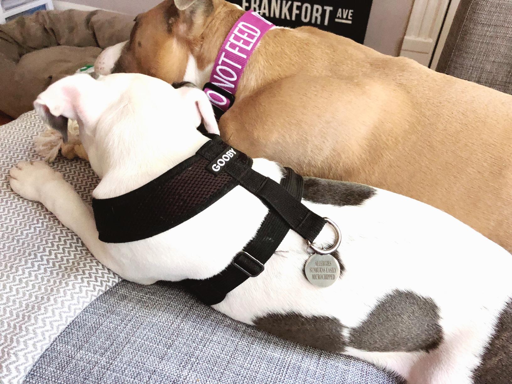 Gooby Choke Free Comfort X Soft Harness, Blue, Small customer photo 1