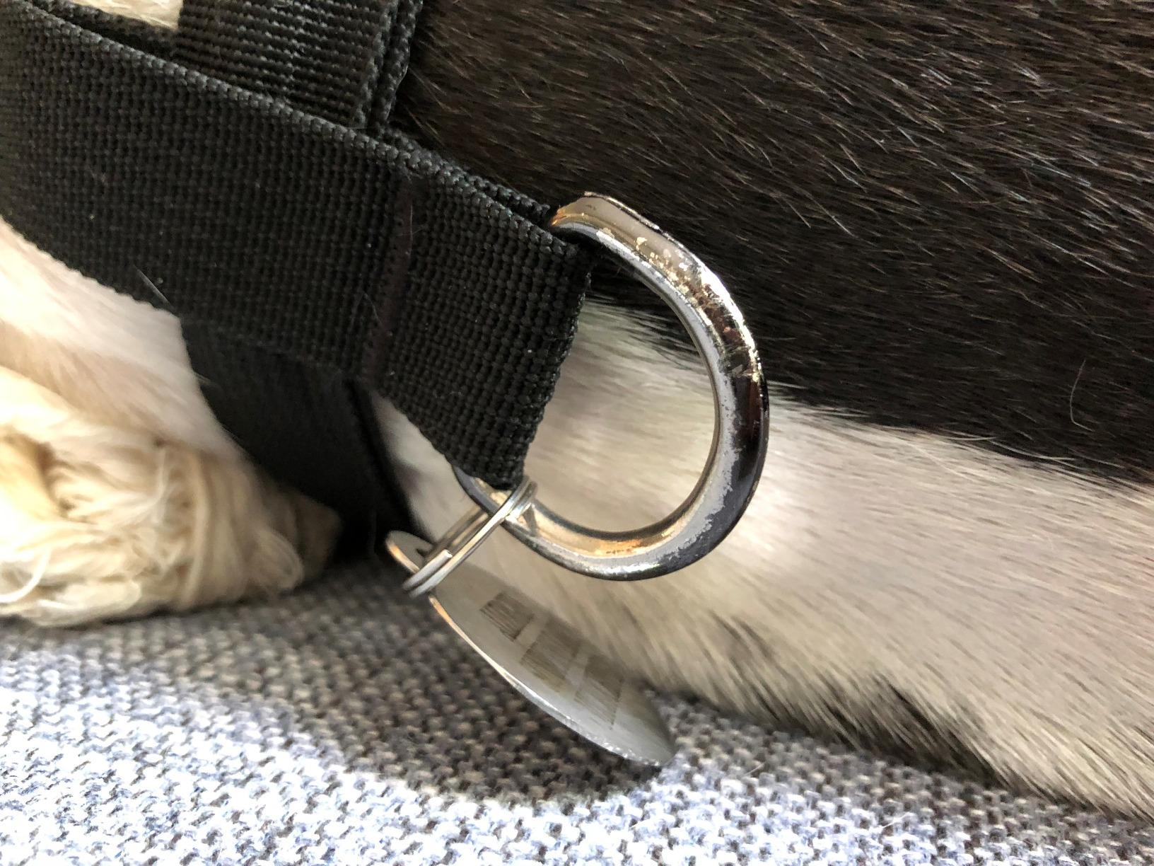 Gooby Choke Free Comfort X Soft Harness, Blue, Small customer photo 2
