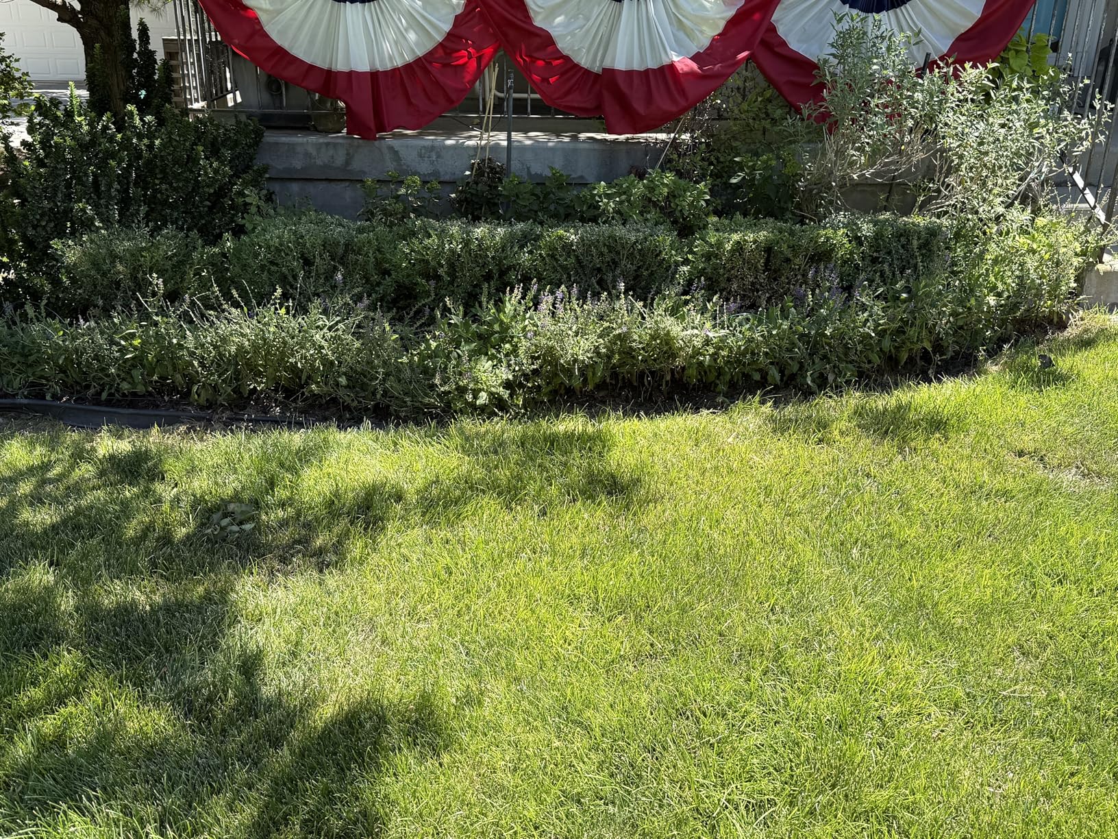 BLACK+DECKER Electric Hedge Trimmer, 17-Inch Corded 3.2 Amp, Dual Action, Reduced Vibration, Cleaner Cut, Lightweight, 3800 Cuts per Min (BEHT150) customer photo 2