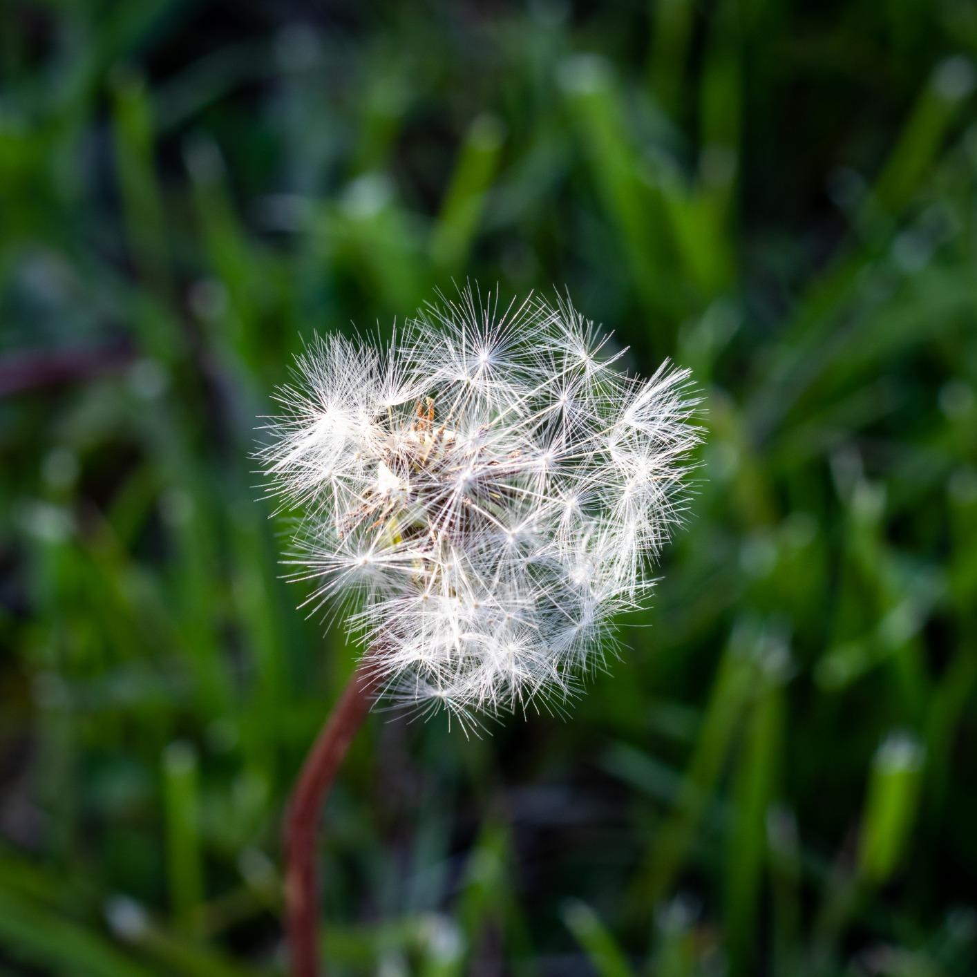Canon EF 50mm f/1.8 STM Lens customer photo 1