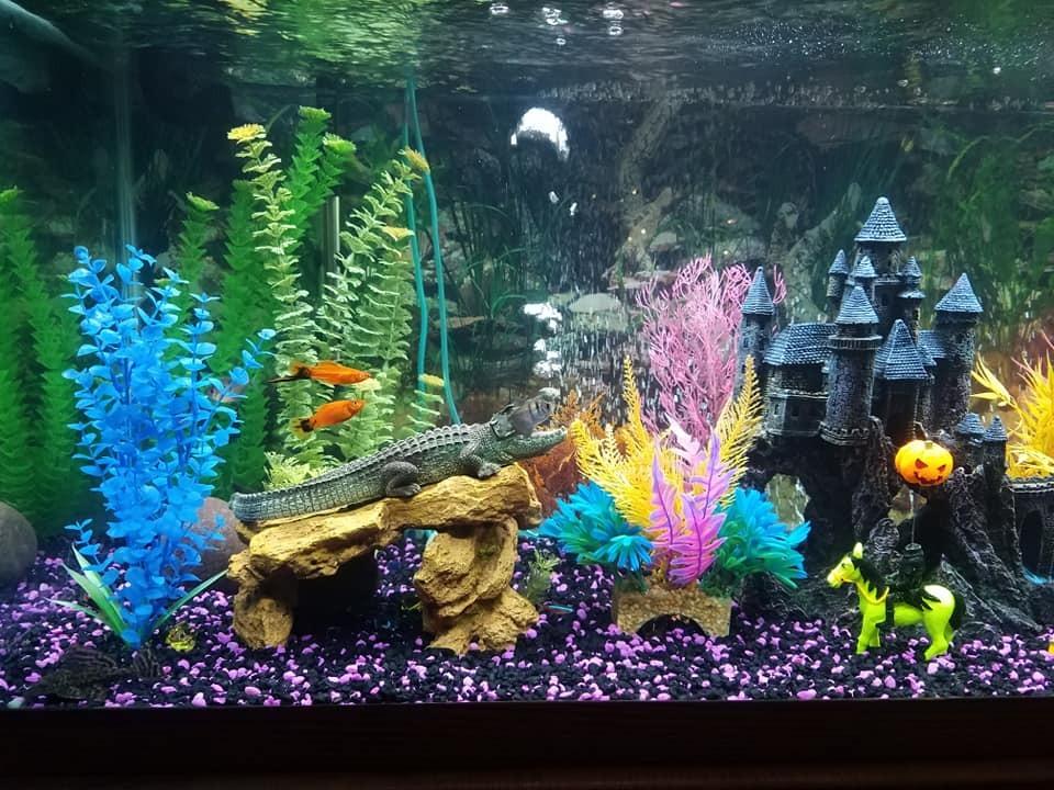 Marineland Magniflow Canister Filter 220 GPH For aquariums, Easy Maintenance customer photo 2
