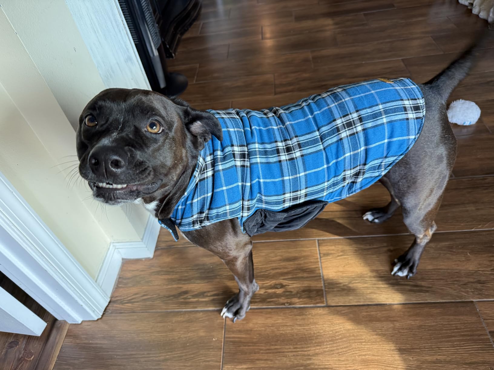 Kuoser Waterproof Dog Coat, Reversible Dog Jacket for Medium Dogs, Adjustable Durable Doggie Winter Coat Warm Puppy Cold Weather Apparel from Small to Large Breed, Green M customer photo 2