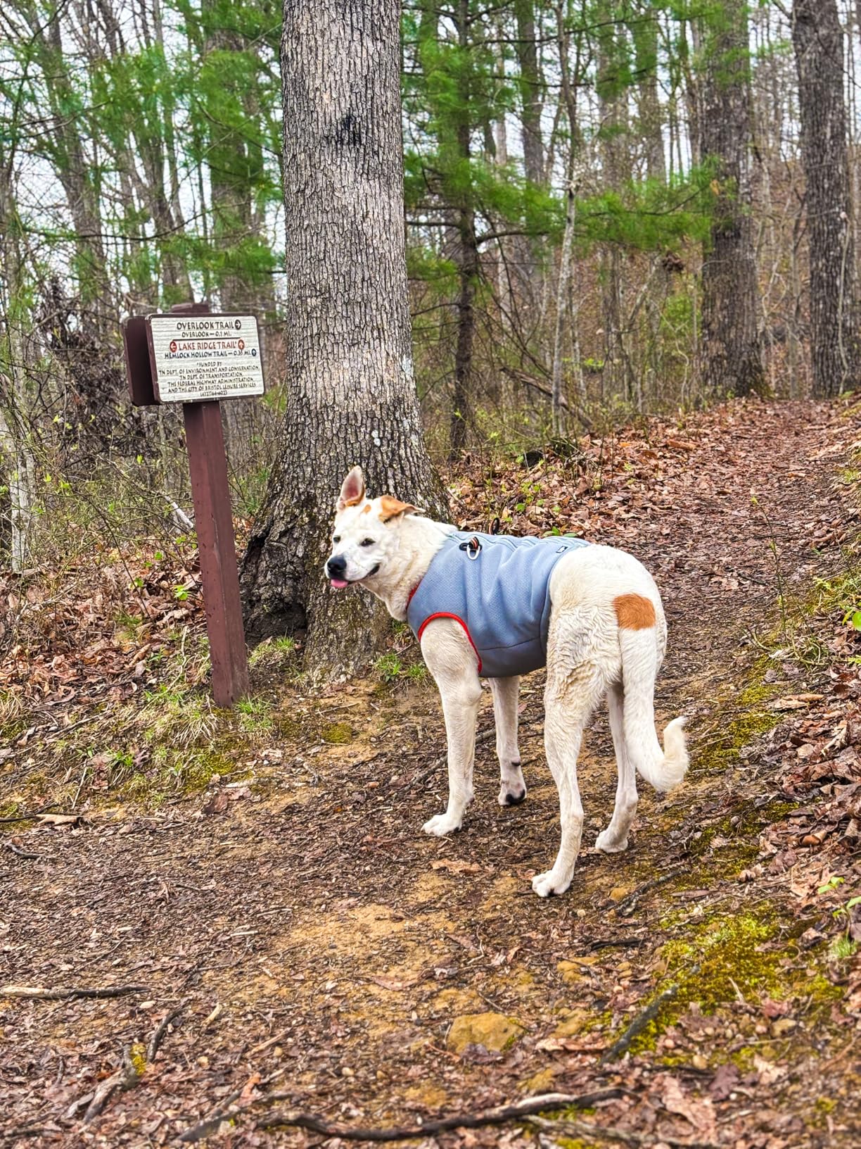 SGODA Dog Cooling Vest Harness Cooler Jacket Grey Green Medium customer photo 2