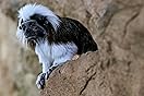 Sony FE 24-105mm F4 G OSS Lens customer photo 2