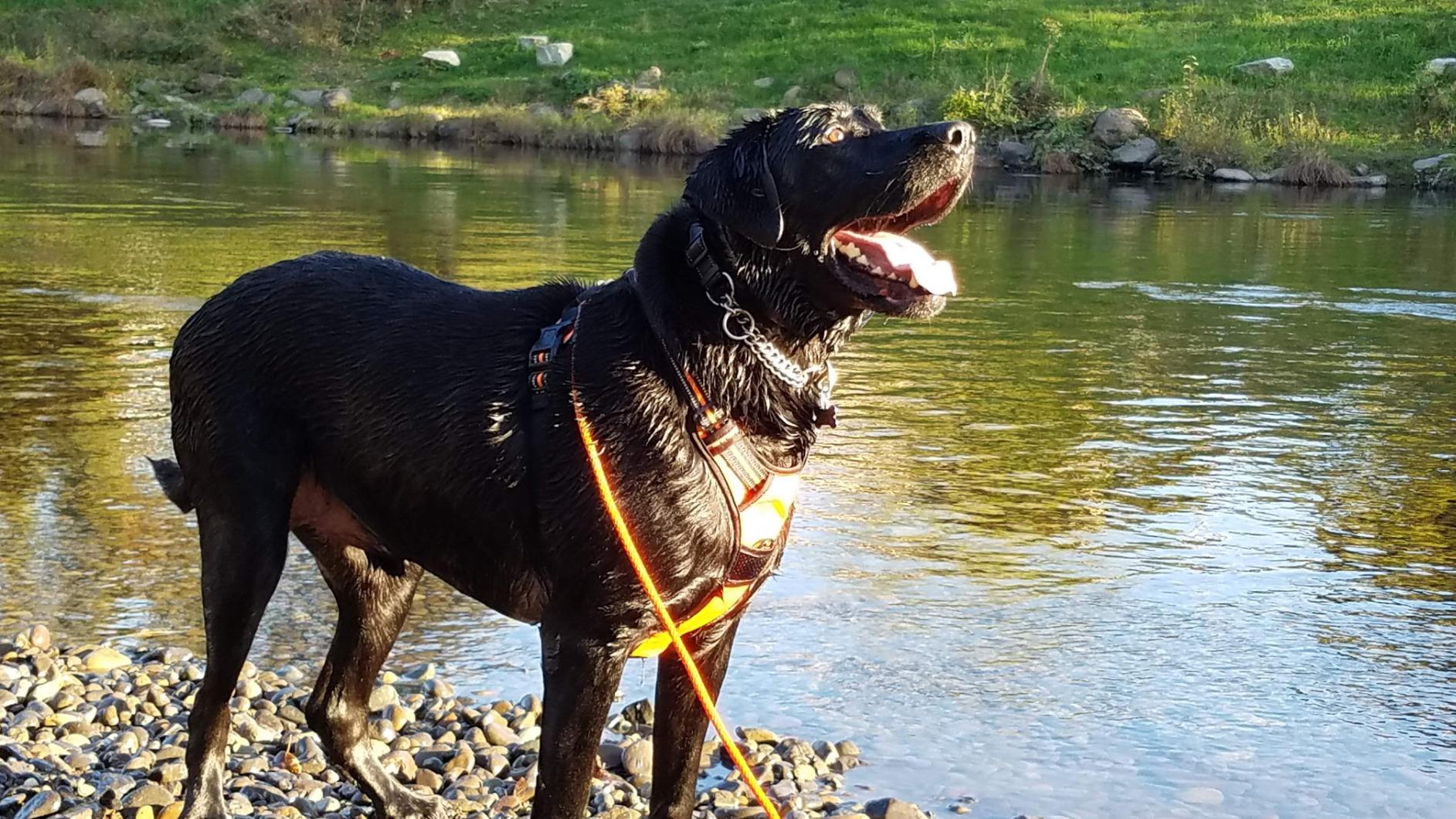 SportDOG Brand YardTrainer 100 Remote Trainer for Dogs Shock Collar with Remote, Waterproof, Submersible Up to 25 Ft, DryTek Technology, Trainer with Shock, Vibrate, and Tone customer photo 1
