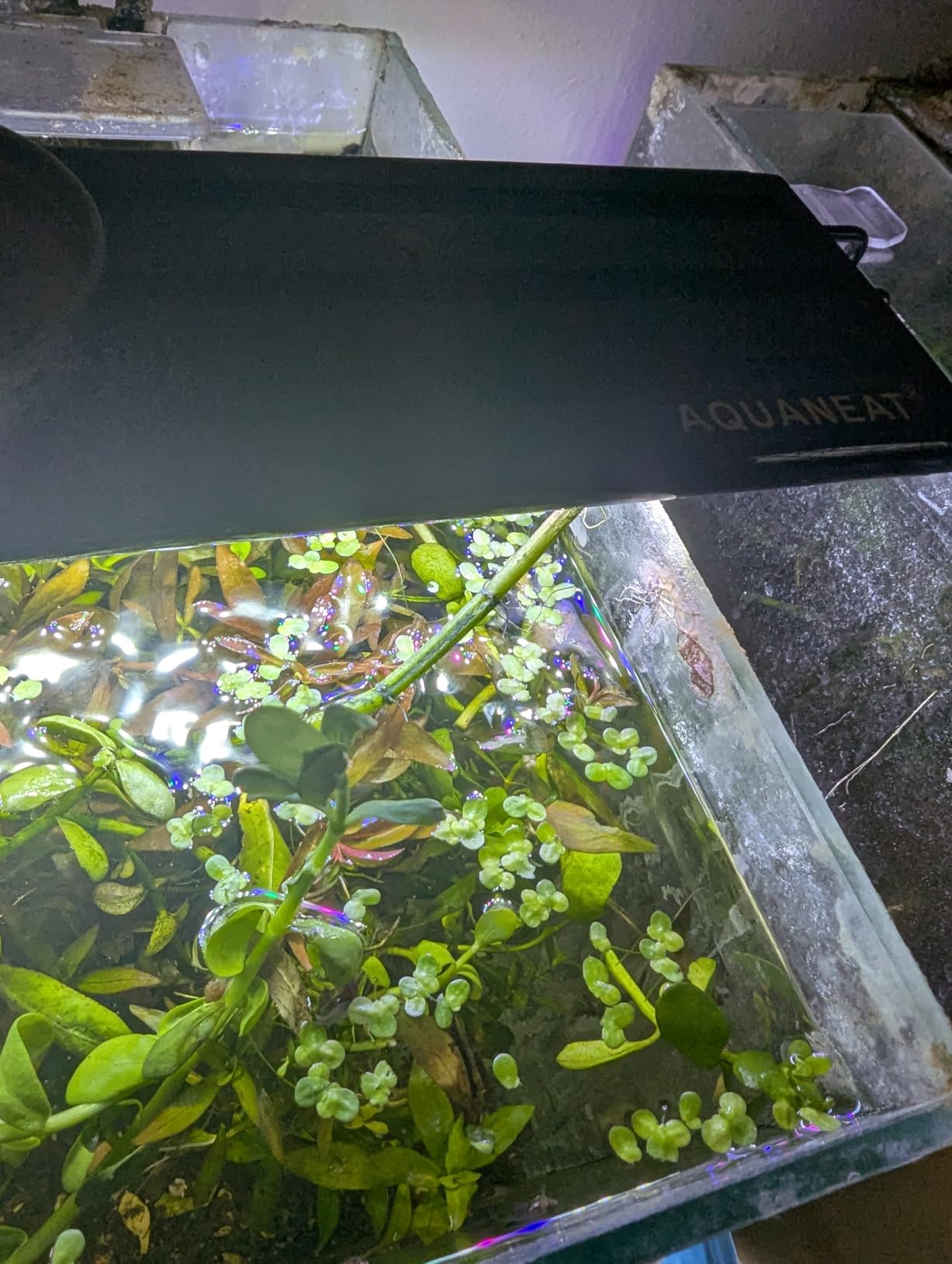 AQUANEAT LED Aquarium Light Full Spectrum for 30 Inch to 38 Inch Fish Tank Light Fresh Water customer photo 1
