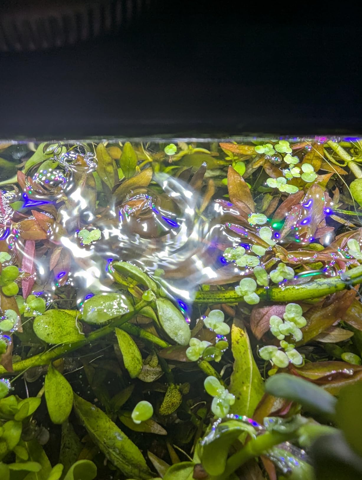 AQUANEAT LED Aquarium Light Full Spectrum for 30 Inch to 38 Inch Fish Tank Light Fresh Water customer photo 2