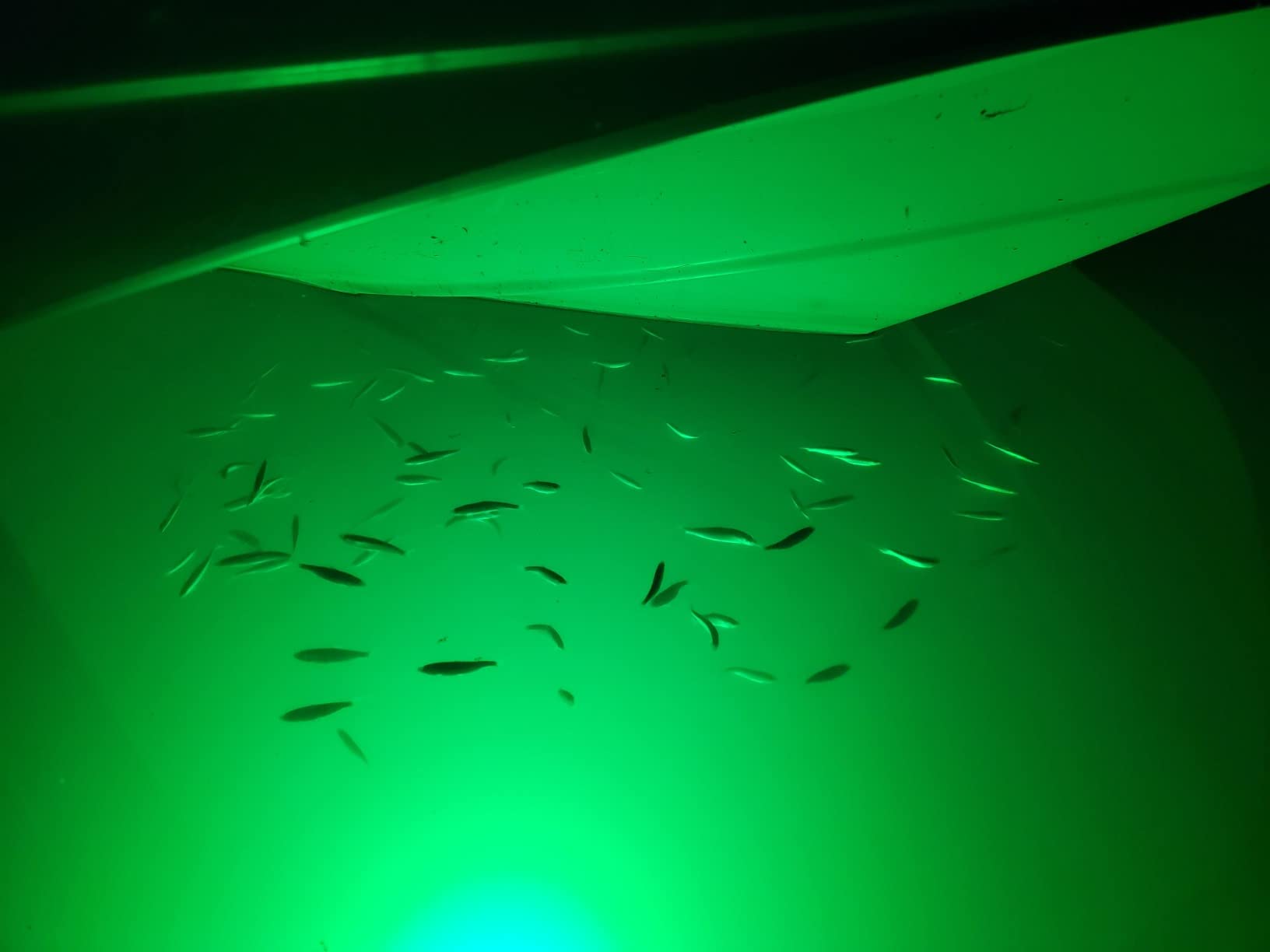 Green Blob Outdoors Underwater Fishing Lights, American Made, Docks and Boats, Brightest Fish Attractor for Snook, Bass, Crappie, Striper, Bait, Catfish and More (Green, 110V 15000 30ft) customer photo 1