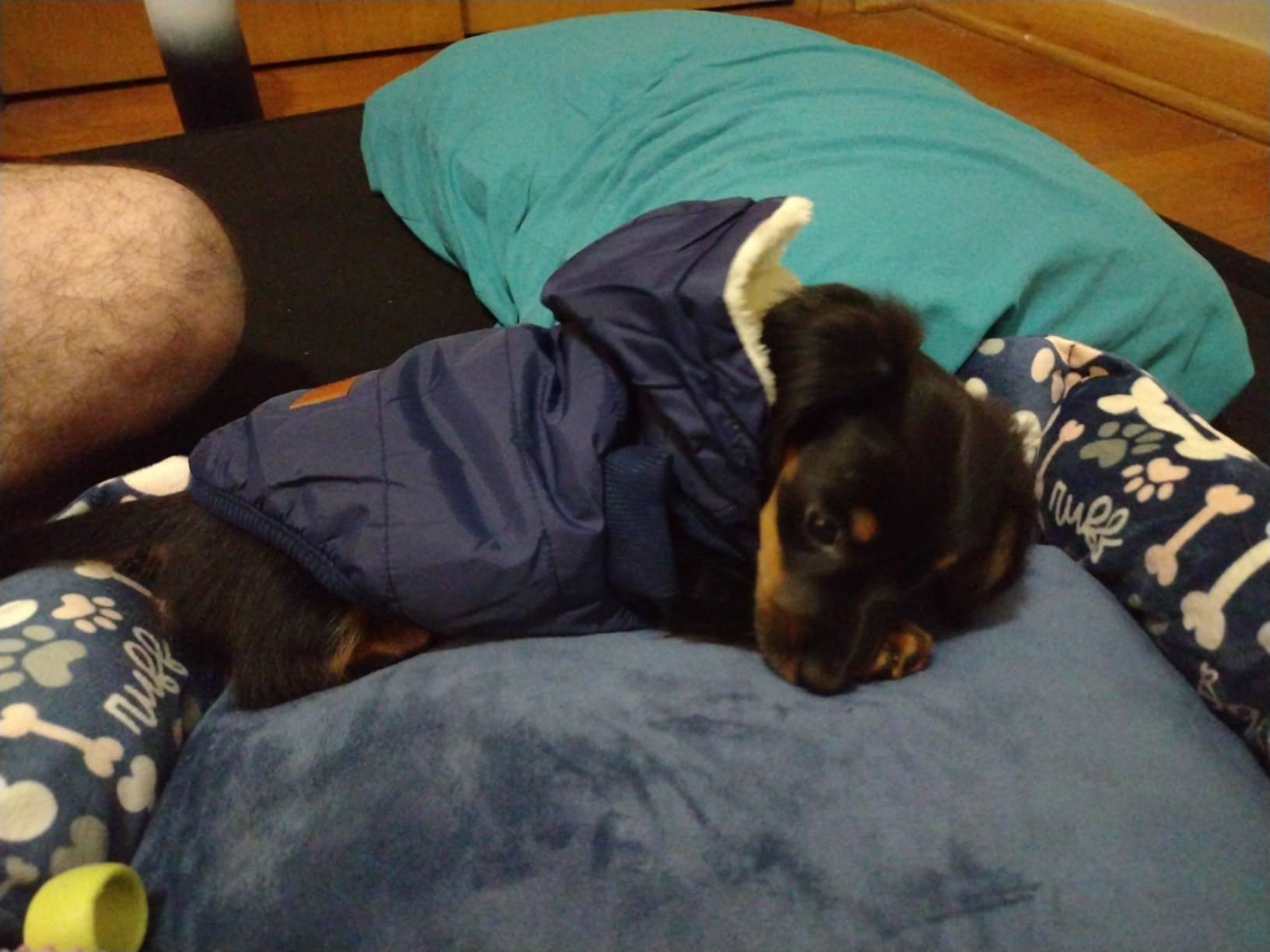 Fleece Lining Extra Warm Dog Hoodie in Winter for Small Dogs Jacket Puppy Coats with Hooded, Blue M customer photo 1