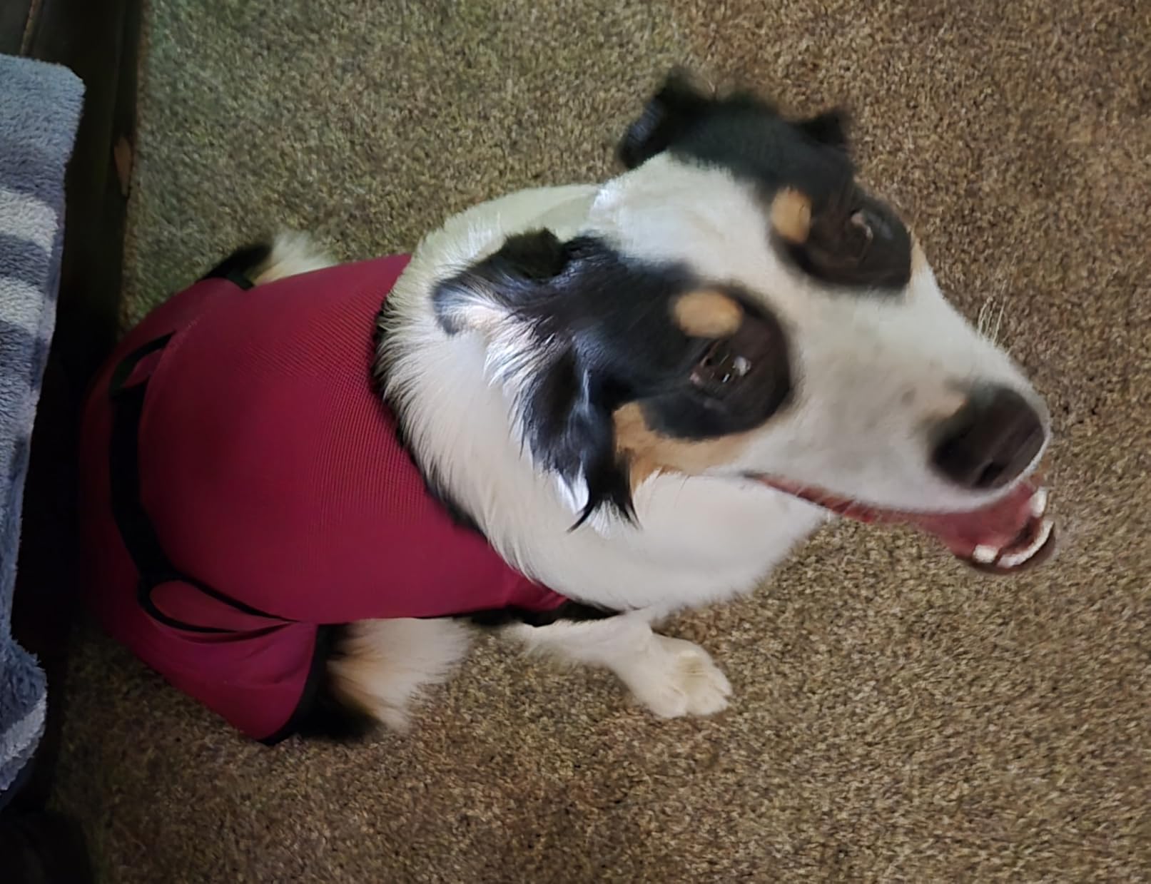 Dog Cooling Vest. Lightweight Jacket with Evaporative Cool Microfiber Technology, UV Protection Shirt for Beach, Sizing for Small, Medium and Large Dogs (L, Dark Blue) customer photo 1