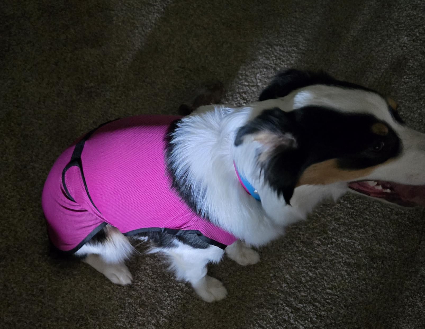 Dog Cooling Vest. Lightweight Jacket with Evaporative Cool Microfiber Technology, UV Protection Shirt for Beach, Sizing for Small, Medium and Large Dogs (L, Dark Blue) customer photo 2