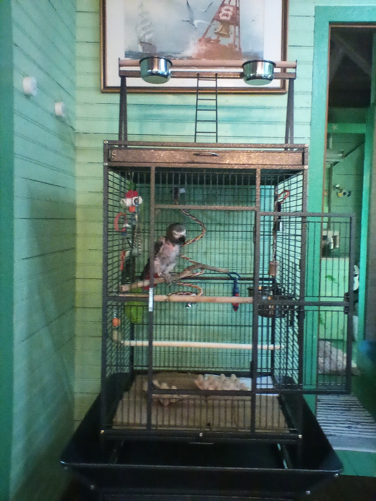 Yaheetech 68-inch Rolling Play Top Large Parrot Bird Cage for African Grey Cockatiel Conure Lovebird Parakeet Budgie customer photo 1