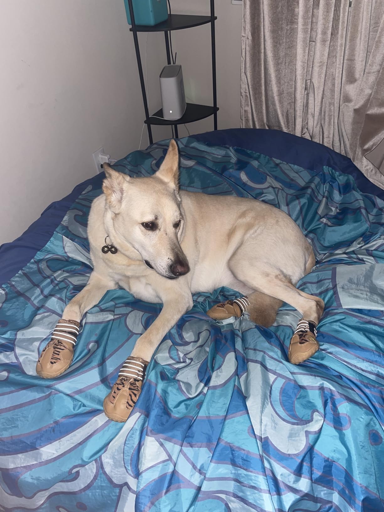 XSY&G Dog Boots, Waterproof Dog Shoes, Dog Booties with Reflective Rugged Anti-Slip Sole and Skid-Proof, Outdoor Dog Shoes for Medium to Large Dogs customer photo 2