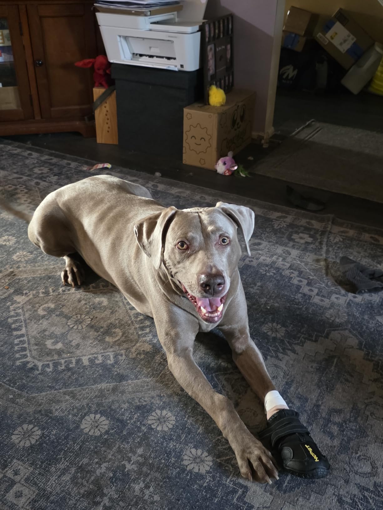 Hcpet Dog Boots, Dog Shoes for Large Dogs, Medium Dog Boots & Paw Protectors, Anti-Slip Dog Booties for Hot Pavement Winter Snow Hiking with Reflective Straps customer photo 2