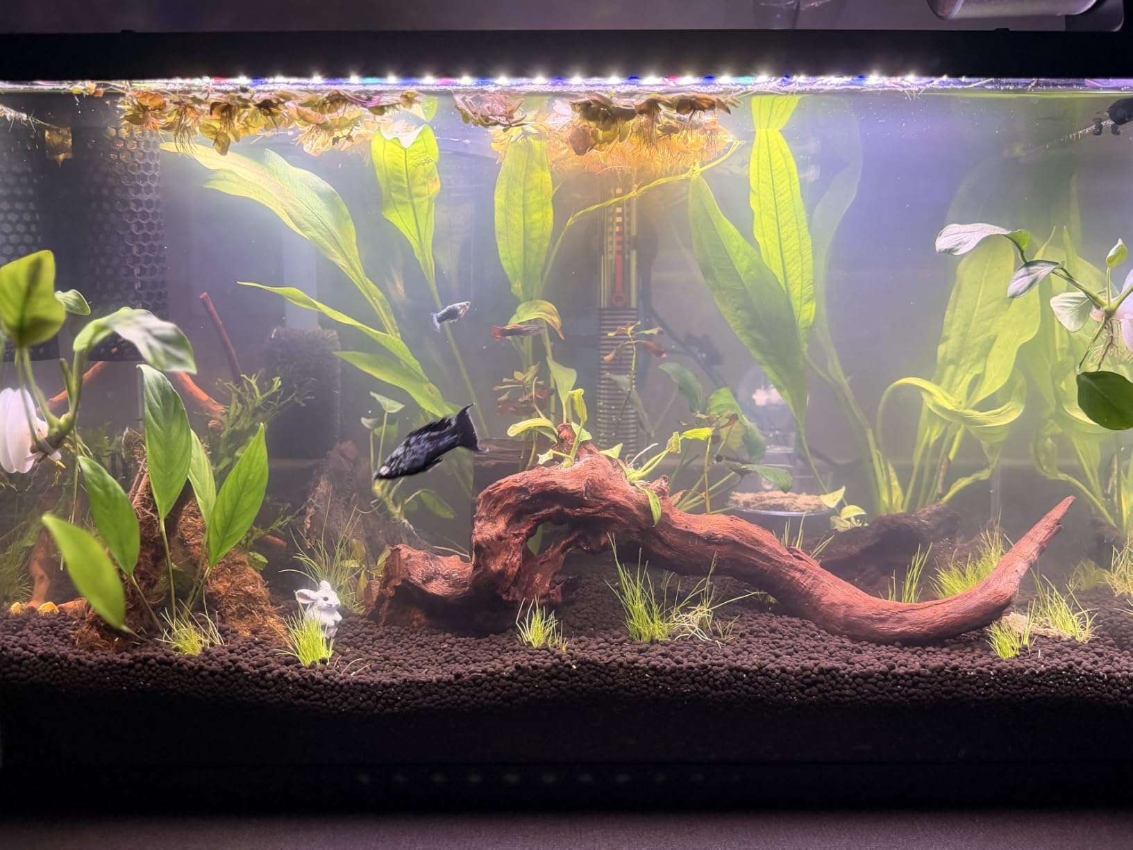 hygger Fish Aquarium LED Light, 14W 24/7 Lighting Sunrise-Daylight-Moonlight Mode DIY , Adjustable Timer/Brightness with Extendable Bracket 7 Colors for Planted Tank customer photo 1