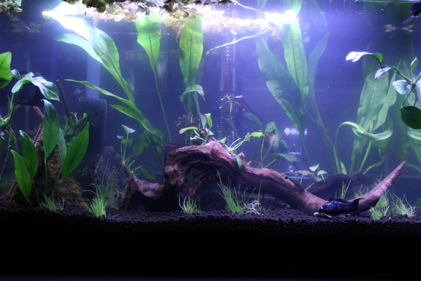 hygger Fish Aquarium LED Light, 14W 24/7 Lighting Sunrise-Daylight-Moonlight Mode DIY , Adjustable Timer/Brightness with Extendable Bracket 7 Colors for Planted Tank customer photo 2