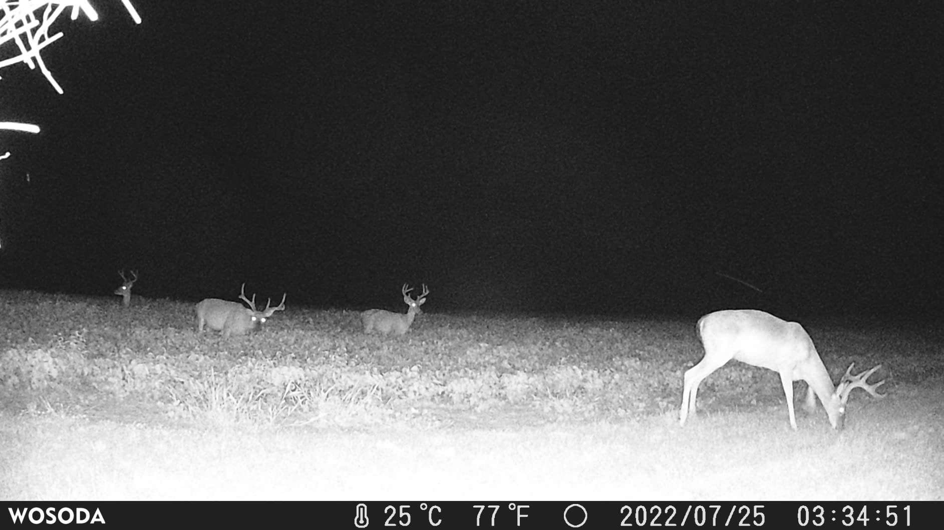 WOSODA 36MP 1920P Trail Camera, Game Camera with Night Vision Motion Activated 0.2s Trigger Time 120° Wide Sensor Deer Cam Waterproof with 2'' LCD for Outdoor Wildlife Monitoring customer photo 2