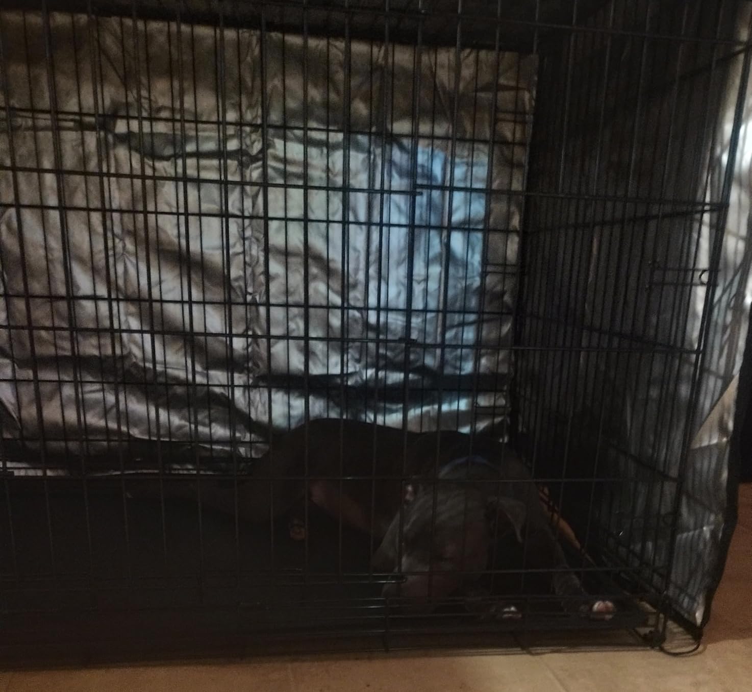 Amazon Basics Portable Metal Wire Dog Crate for Large Dogs, Double Door with Removable Tray, Divider Panel, Easy to Assemble, 48 x 30 x 32.5 inches, Black customer photo 1