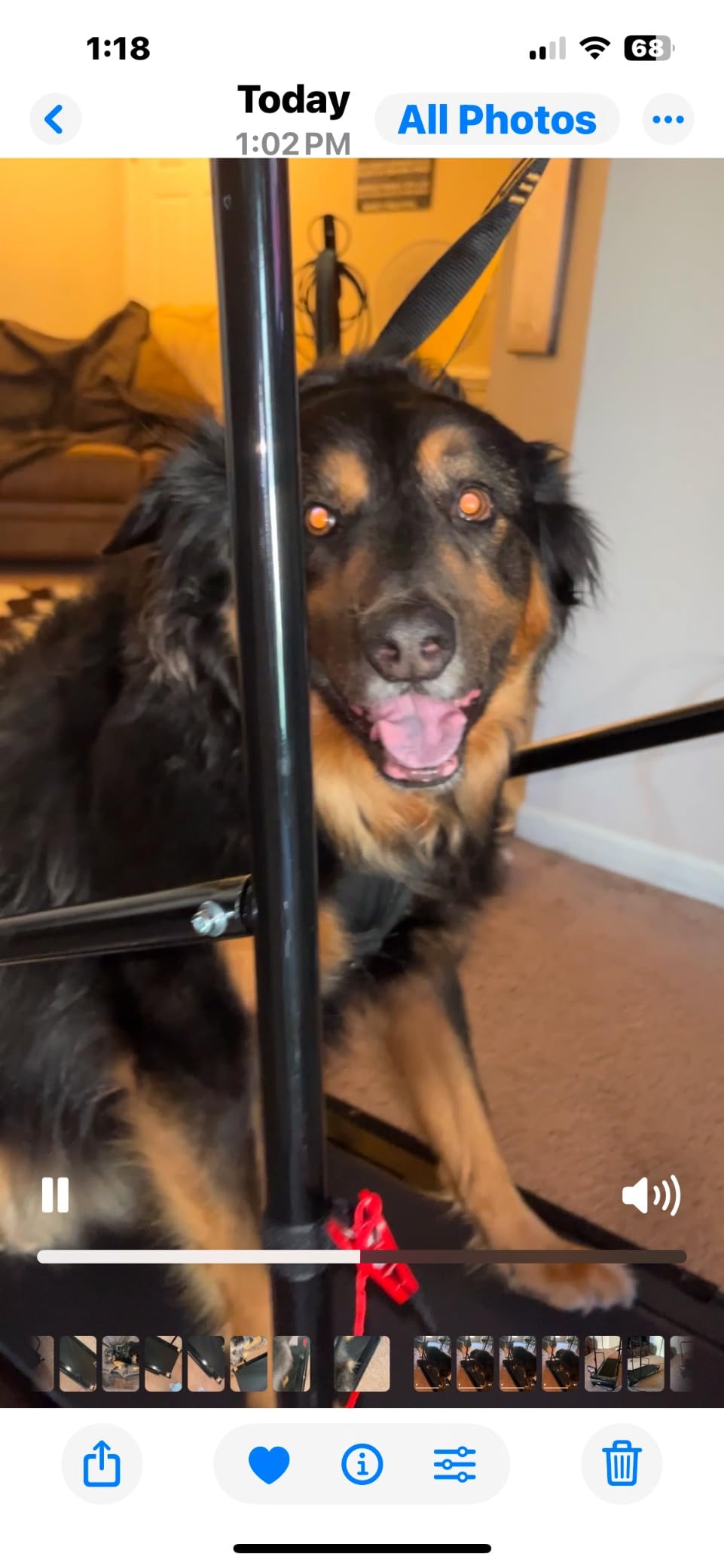 Lifepro PawRunner Dog Treadmill for Small Dogs, Dog Treadmill for Medium Dogs, Pet Treadmill for Dogs up to 130lbs, Dog Pacer Treadmill Indoor Dog Running Machine, Small Dog Treadmill for Dog Fitness customer photo 1