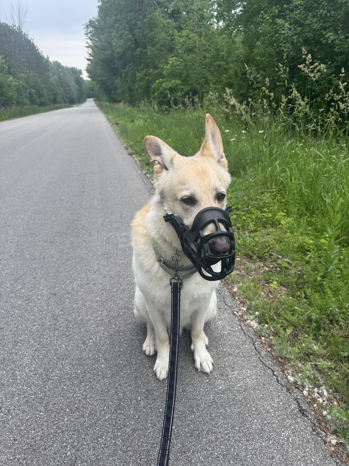 BARKLESS Dog Muzzle, Basket Muzzle Anti Biting Chewing, Sturdy Lightweight Cage Mouth Cover for Small Medium Large Sized Dogs, Allows Panting Drinking, Suitable for Grooming Trimming Training customer photo 1