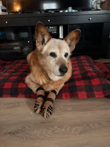 DOK TigerToes Premium Non-Slip Dog Socks for Hardwood Floors - Extra-Thick Grip that Works Even When Twisted - Prevents Licking, Slipping, and Great for Dog Paw Protection customer photo 1
