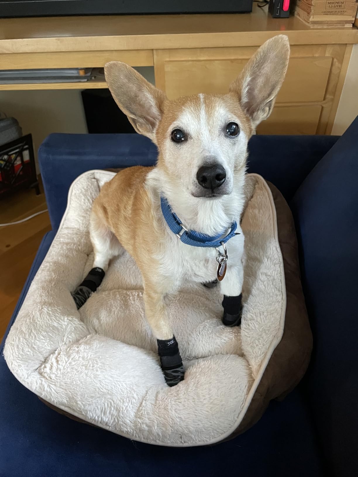 DOK TigerToes Premium Non-Slip Dog Socks for Hardwood Floors - Extra-Thick Grip that Works Even When Twisted - Prevents Licking, Slipping, and Great for Dog Paw Protection customer photo 2