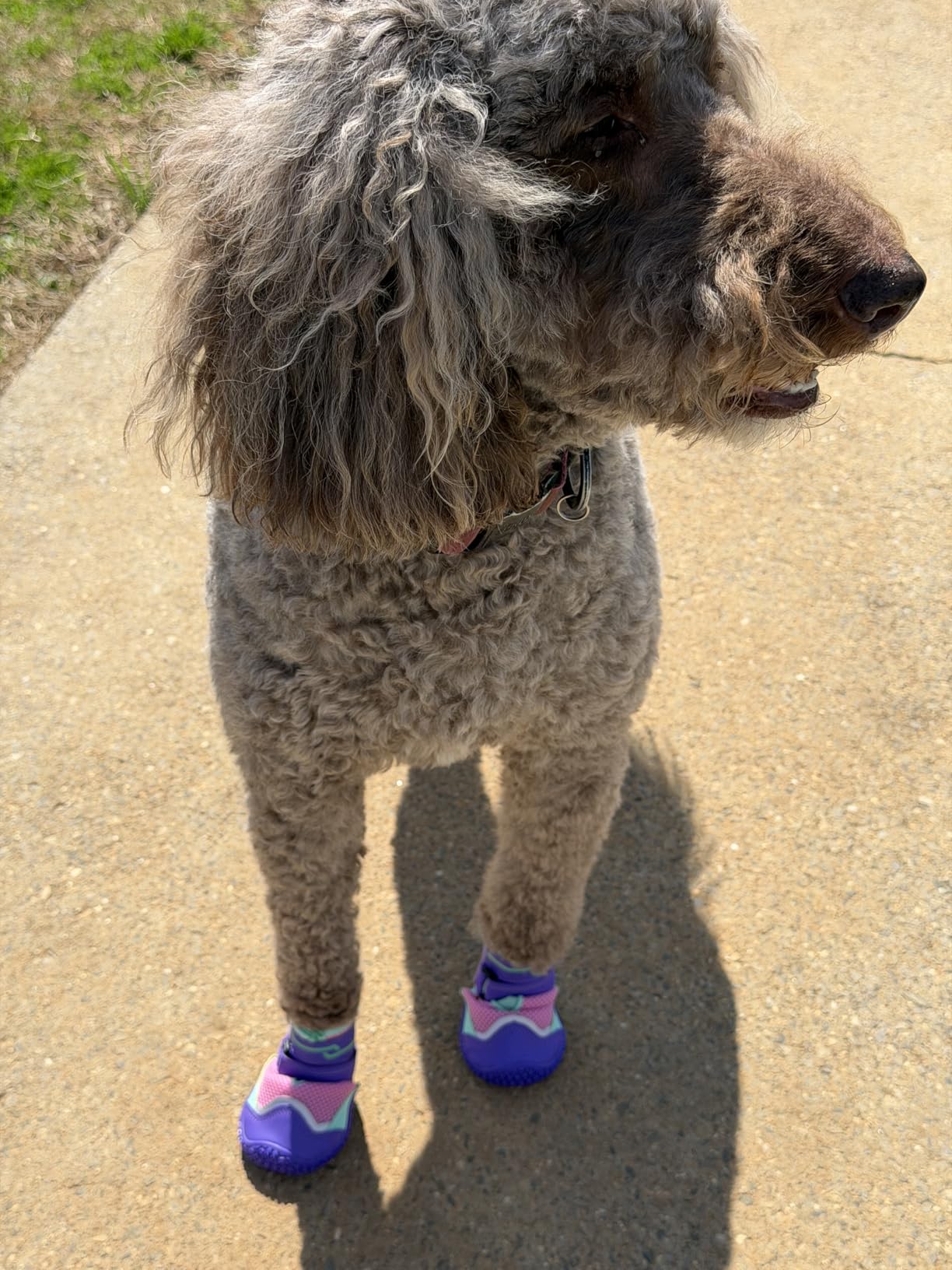 SlowTon Dog Shoes for Large Small Medium Dogs - Breathable Dog Boots for Summer Hot Pavement, Paw Protector for Outdoor Walking Winter Snow, Anti-Slip Rubber Dog Booties for Hardwood Floor customer photo 2