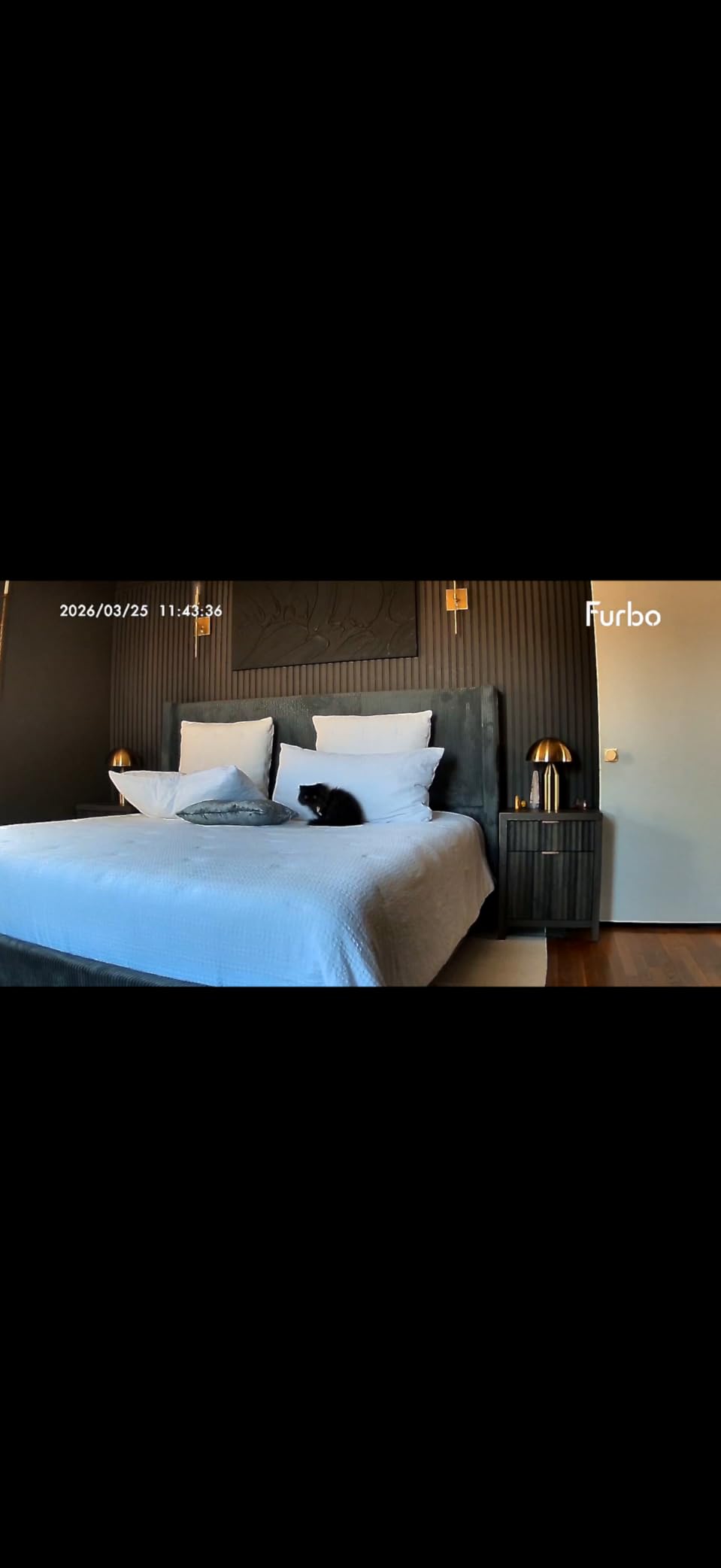 Furbo 360° Cat Camera: Pet Security Cam w/Meowing Alerts, Rotating View, Treat Toss w/Phone App, Smart Home Kitty Monitoring, 2-Way Speaker, No Subscription Needed customer photo 1