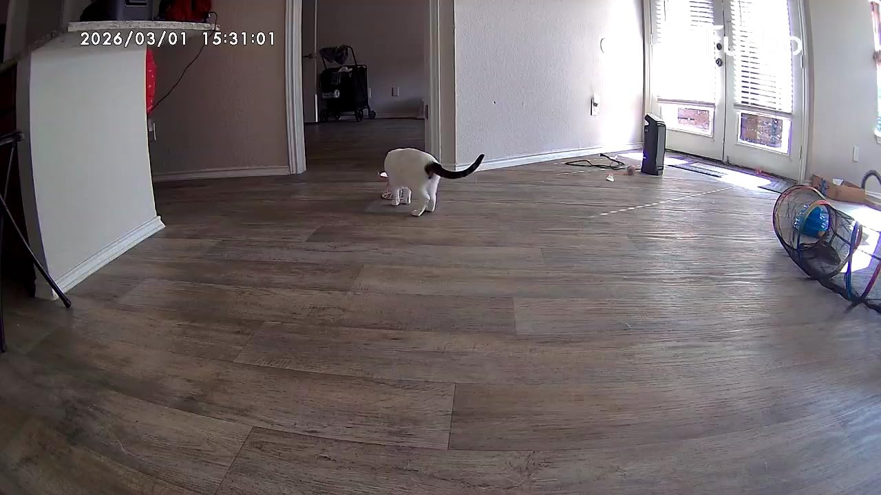 Furbo Mini Pet Camera: Basic See & Talk Features, No AI Alerts, No Subscription Required, Pet Security Cam w/Barking/Meowing Alerts, Rotating View, 2-Way Audio, Smart Home Monitoring customer photo 1