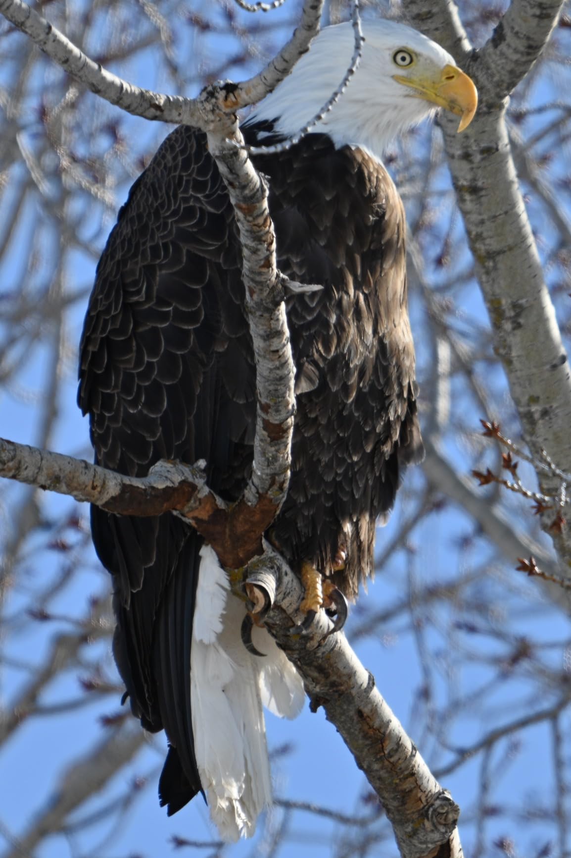 Nikon NIKKOR Z 180-600mm f/5.6-6.3 VR Lens customer photo 2
