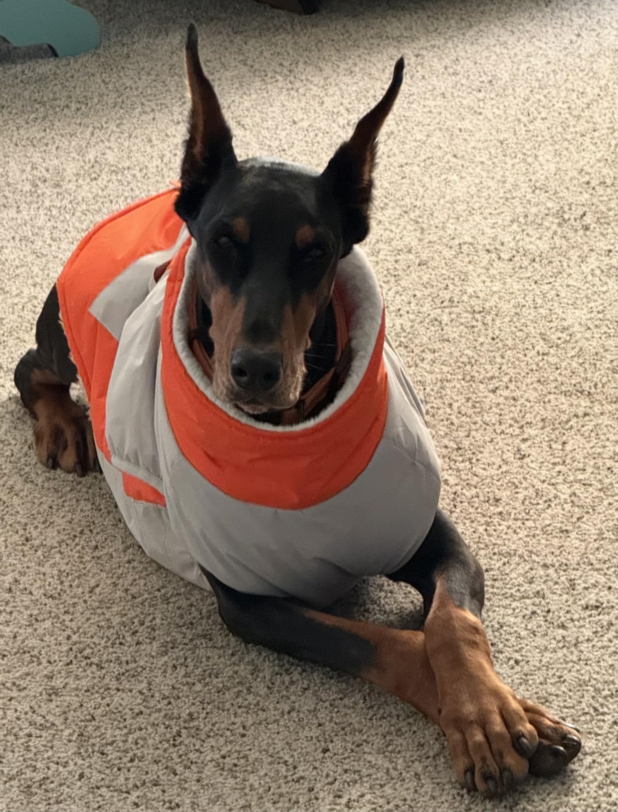 IECOii Dog Coat for Large Dogs, Orange, X-Large - Waterproof Winter Fleece Jacket with Harness, Turtleneck, Reflective Straps, Zipper Closure customer photo 1