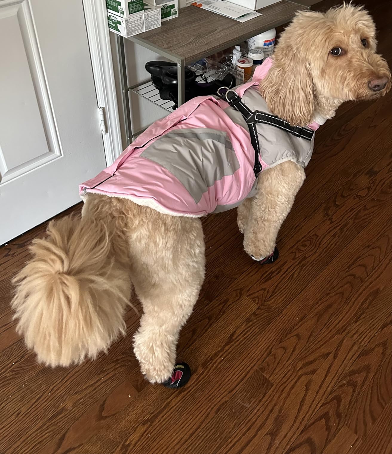 IECOii Dog Coat for Large Dogs, Orange, X-Large - Waterproof Winter Fleece Jacket with Harness, Turtleneck, Reflective Straps, Zipper Closure customer photo 2