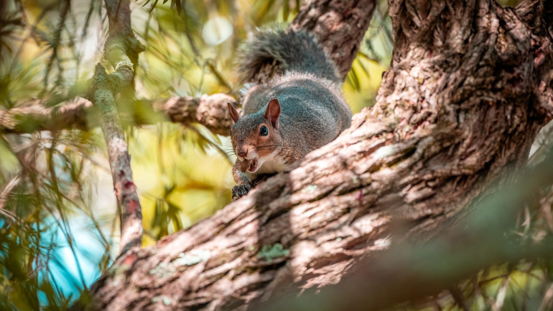 Sony FE 70-200mm f/4 Macro G OSS II Lens customer photo 2